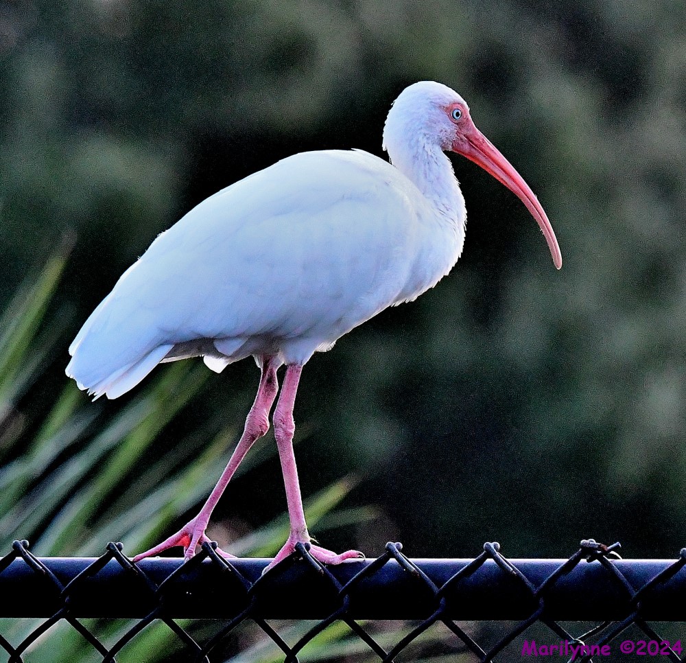 DSC_0877_001.JPG