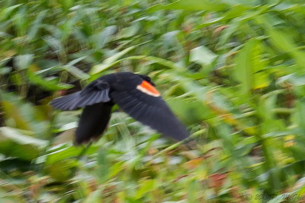DSC_0879.jpg