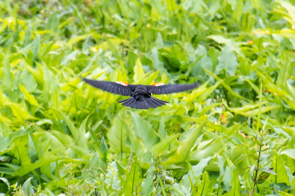 DSC_0880.jpg