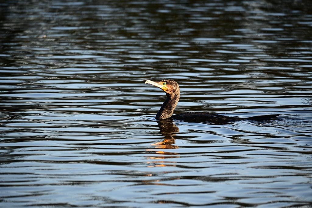 DSC_0882.jpg DSC_0882.jpg