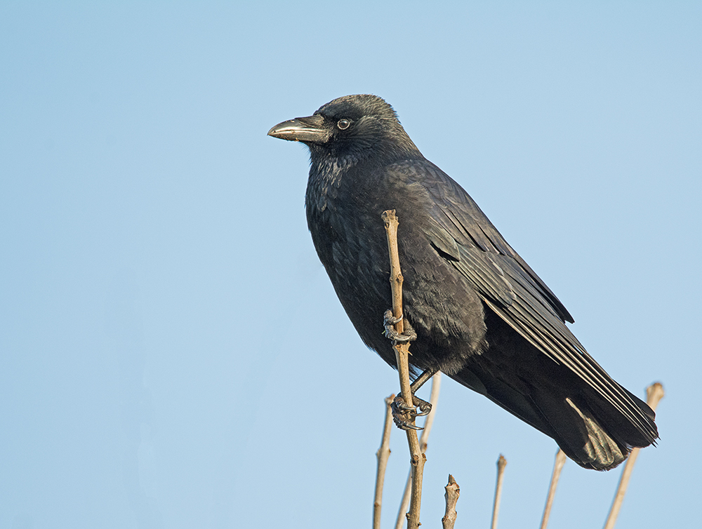 DSC_0883.jpg