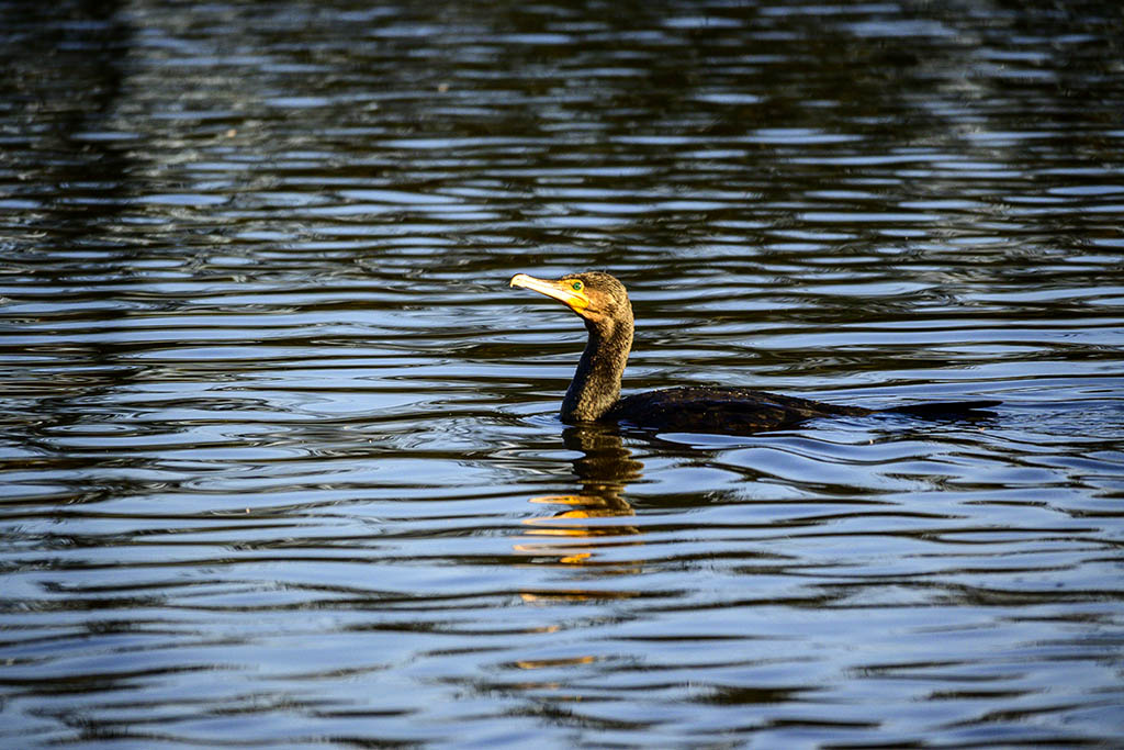 DSC_0883.jpg