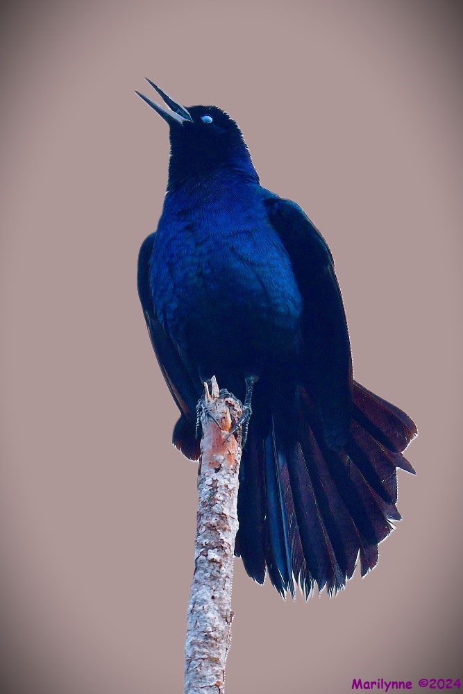 DSC_0884_001.JPG