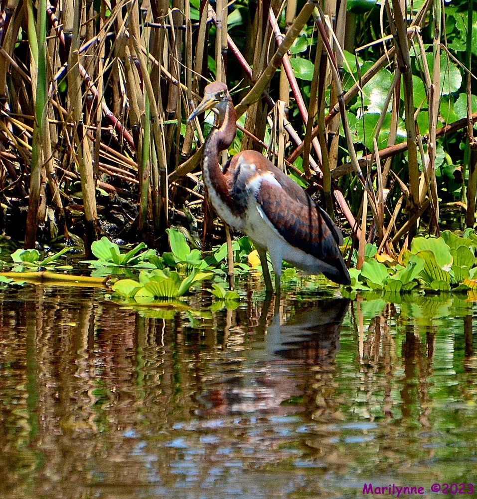 DSC_0887_001.JPG