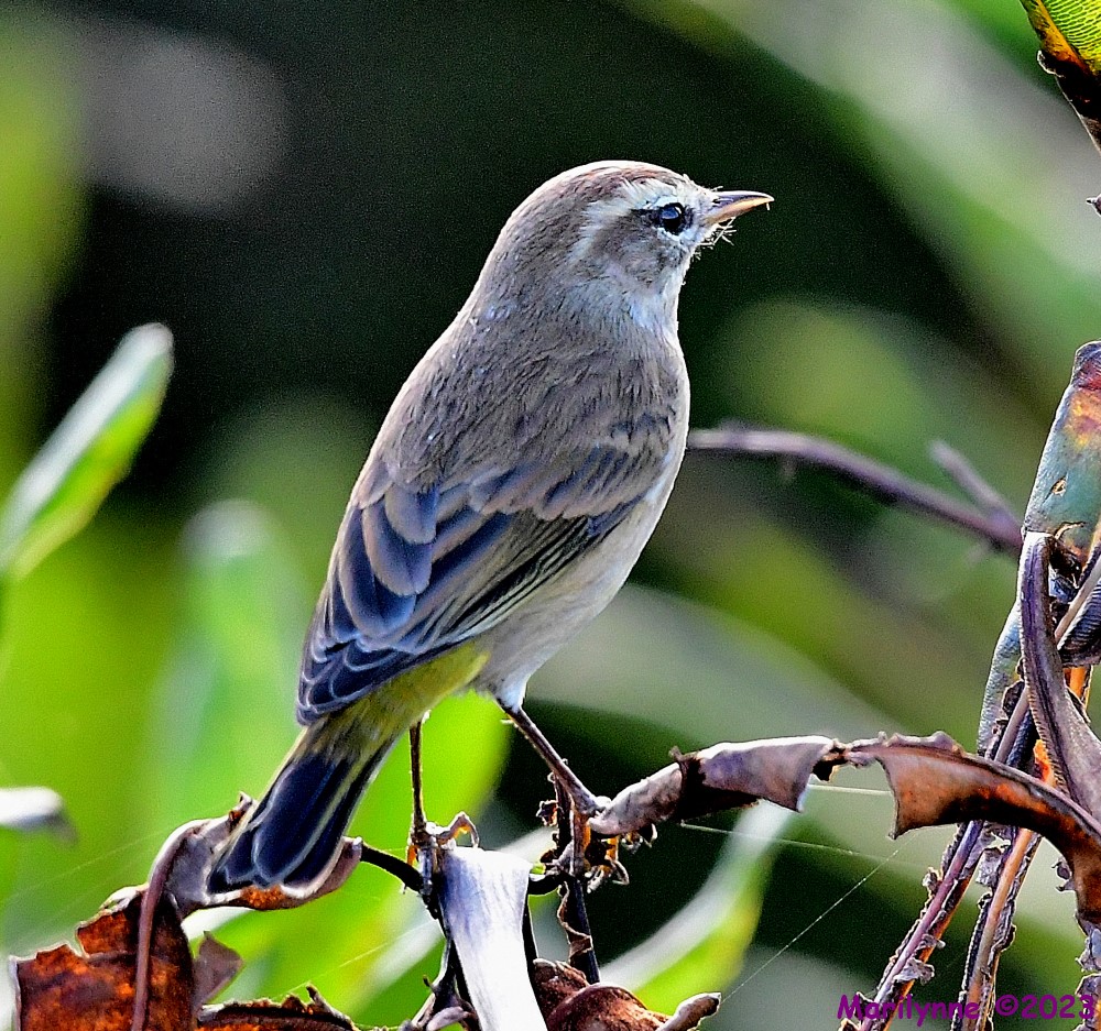 DSC_0887_001.JPG