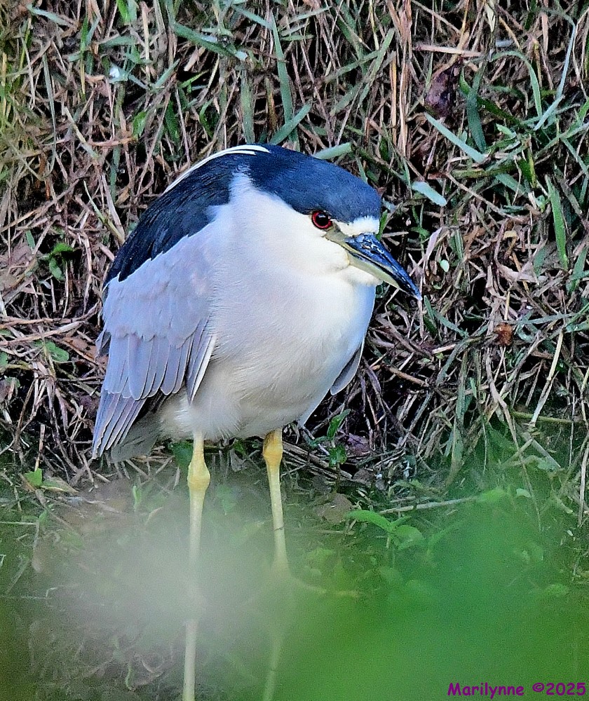 DSC_0887_001.JPG