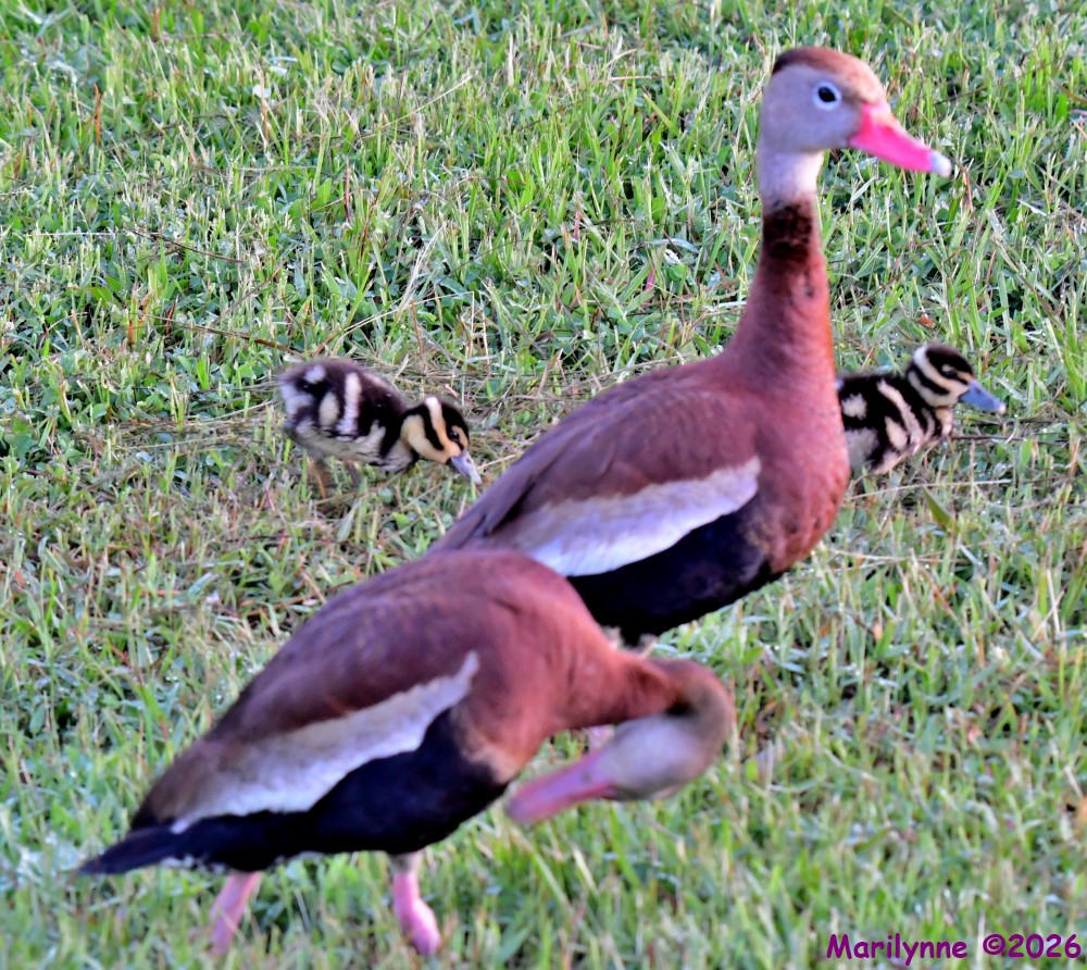 DSC_0887_stitch_001.JPG