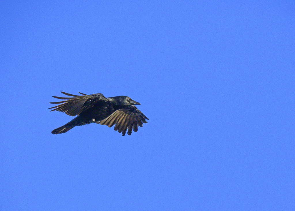 DSC_0888.jpg