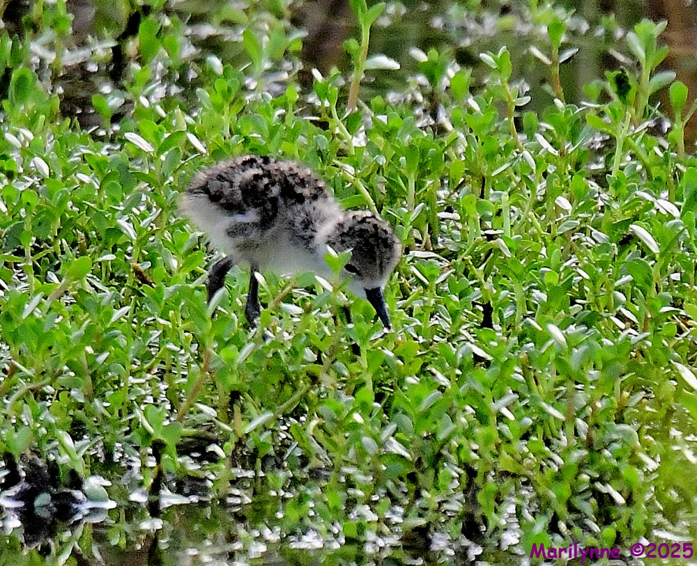 DSC_0888_001.JPG