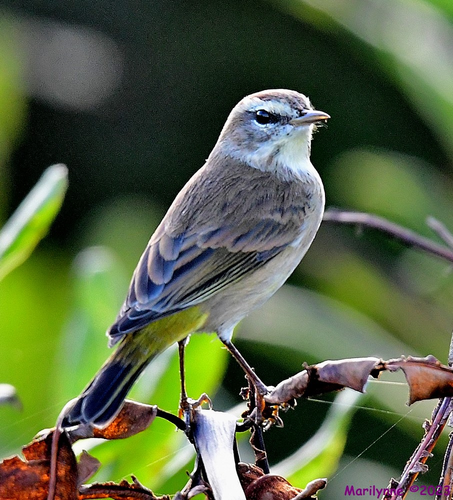 DSC_0890_001.JPG