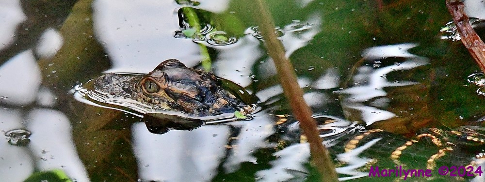 DSC_0892_001.JPG