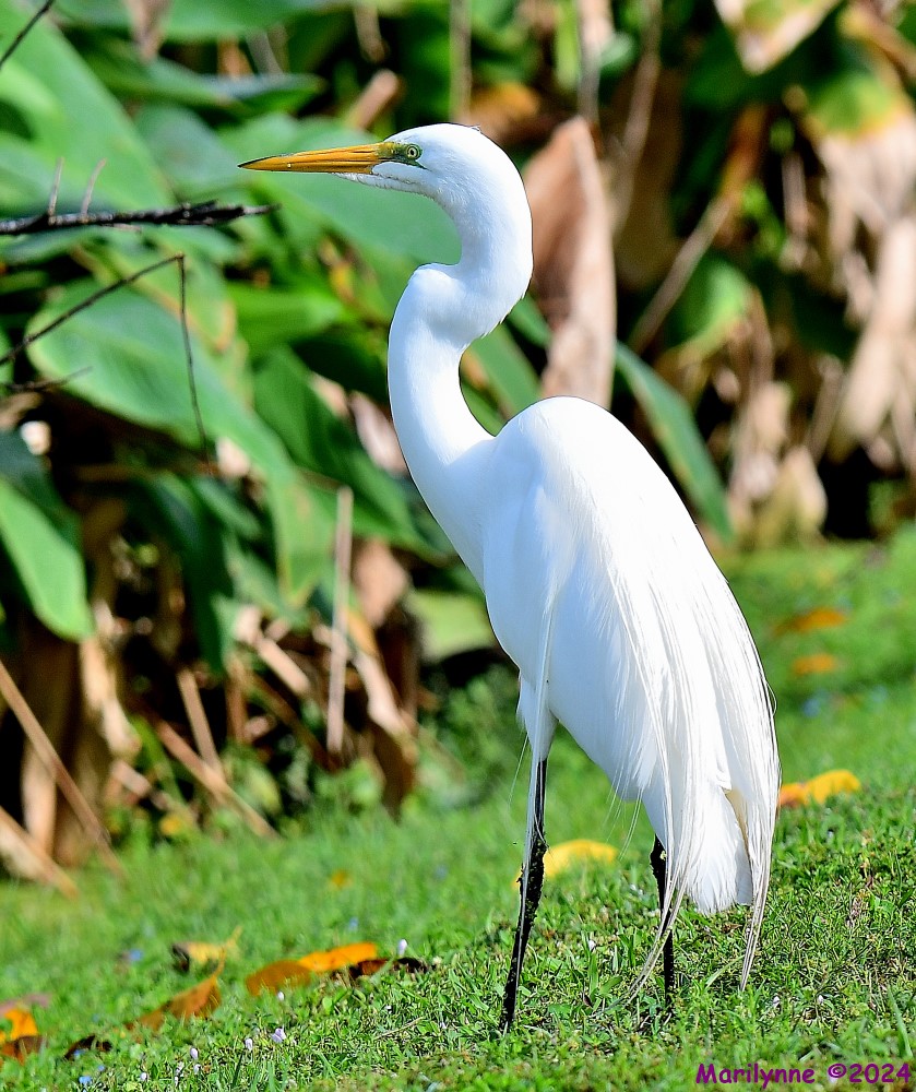 DSC_0894_001.JPG