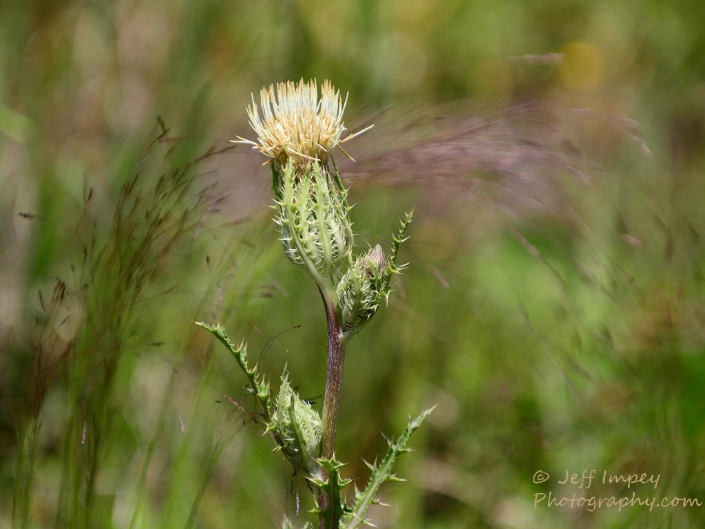 DSC_0895.jpg