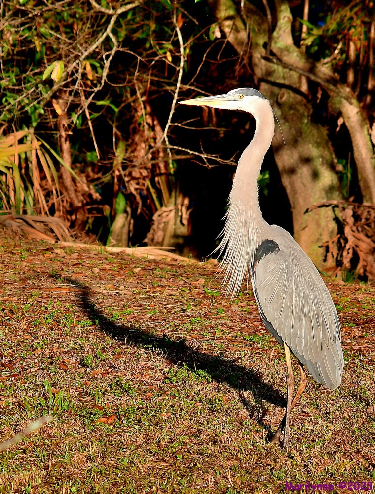 DSC_0896_001.JPG