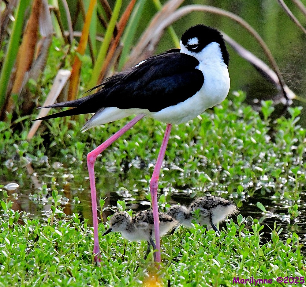 DSC_0896_001.JPG