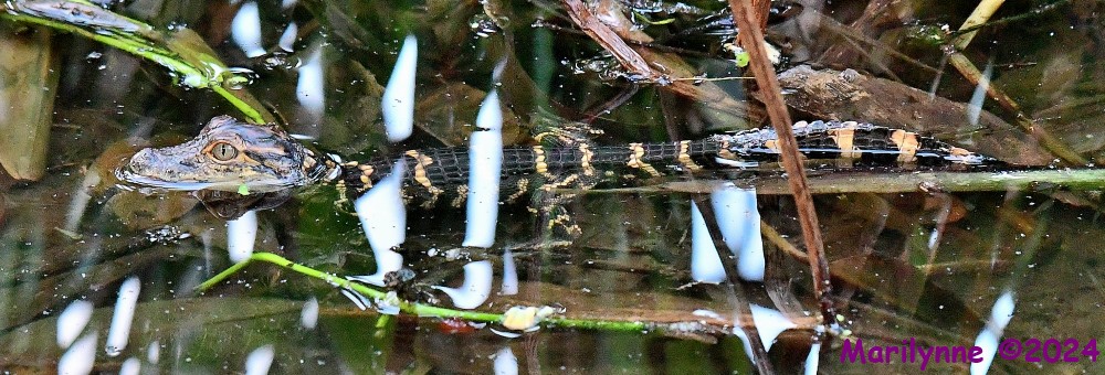 DSC_0900_001.JPG