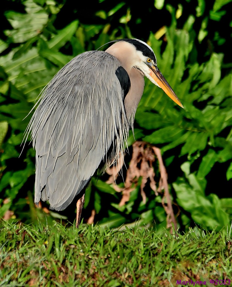 DSC_0901_001.JPG