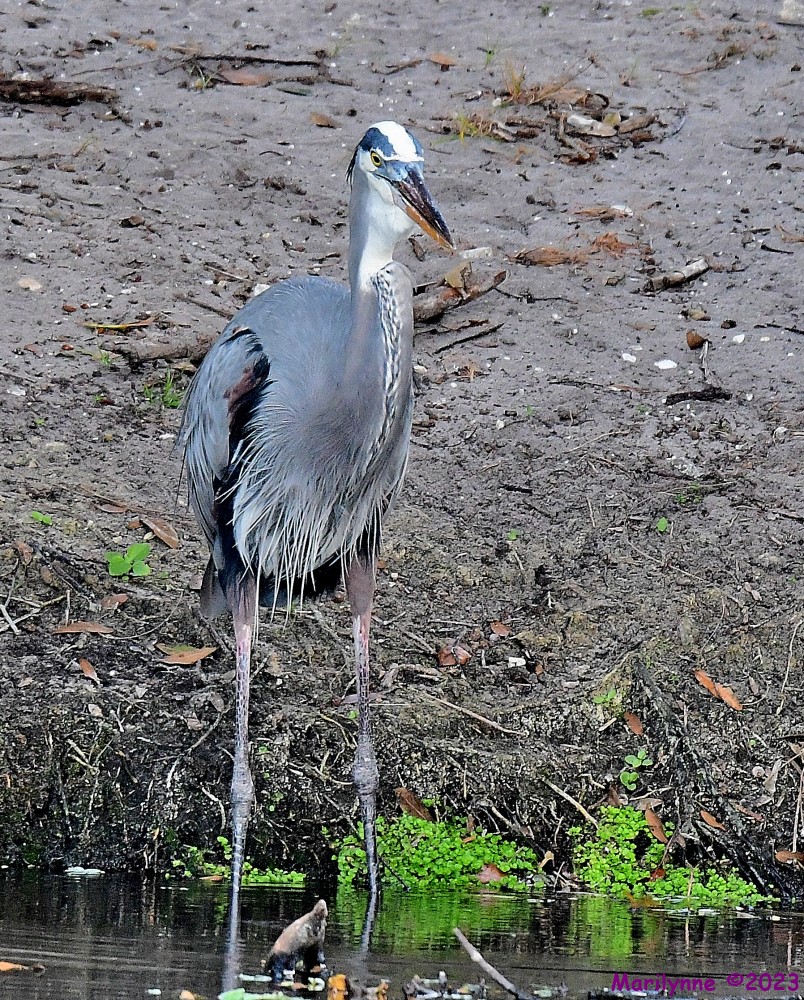 DSC_0903_001.JPG