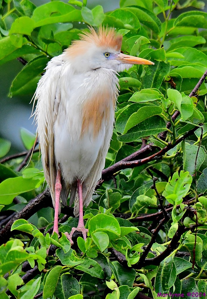 DSC_0903_001.JPG
