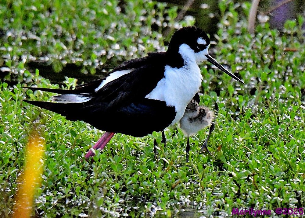 DSC_0903_001.JPG