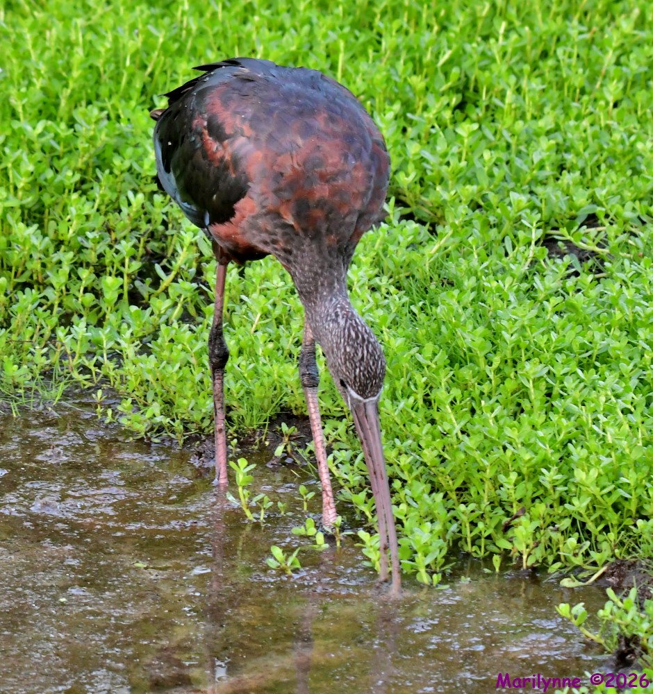 DSC_0903_001.JPG