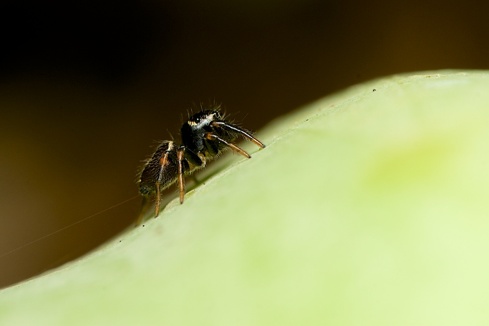 DSC_0905.jpg