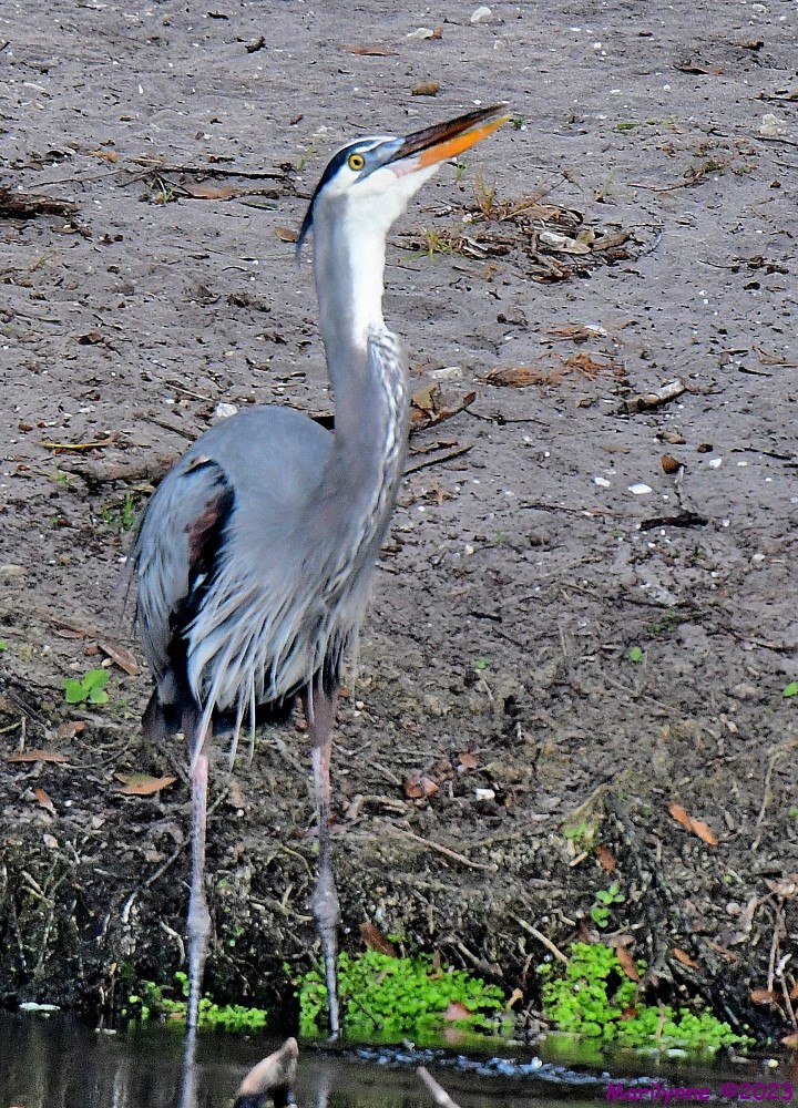 DSC_0905_001.JPG