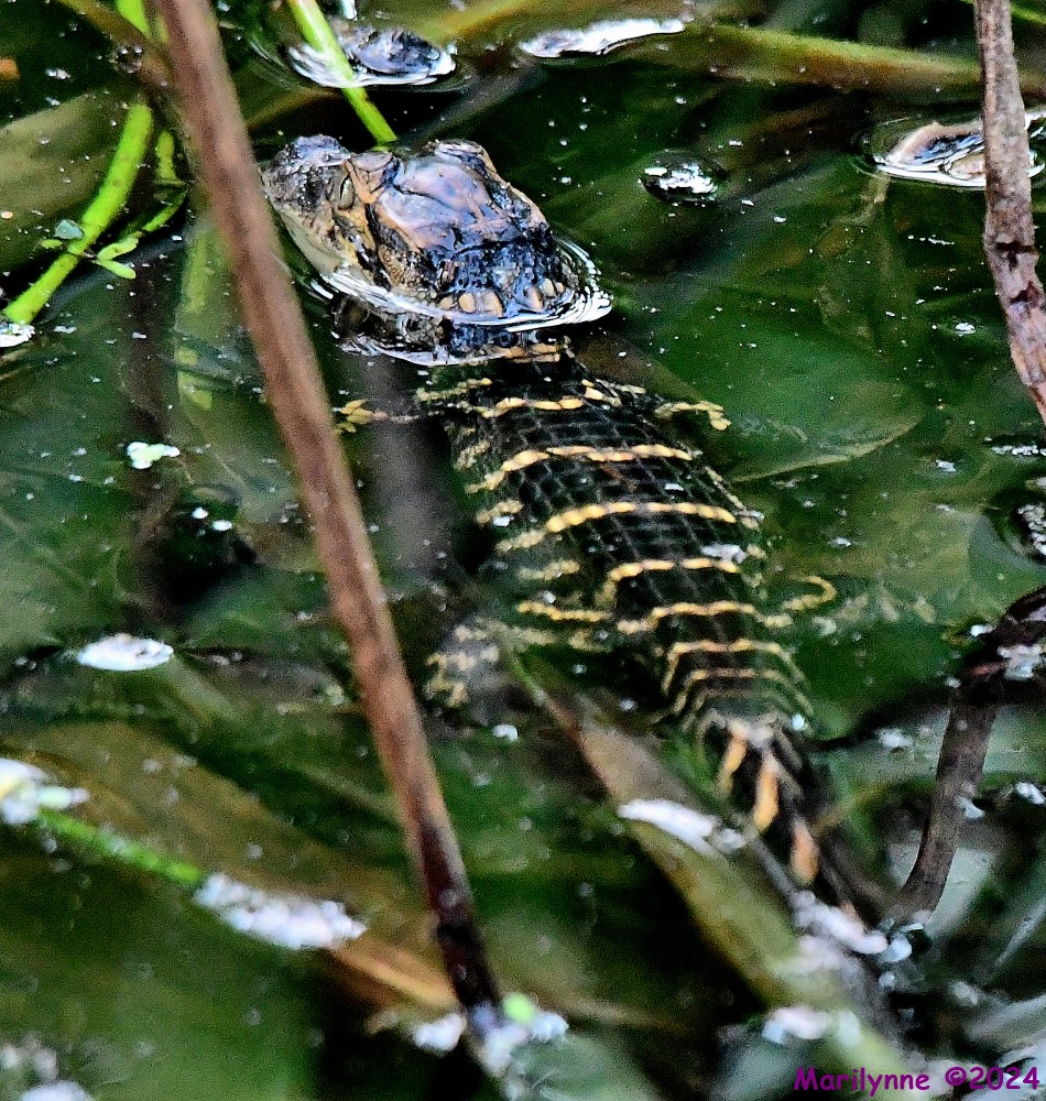 DSC_0905_001.JPG