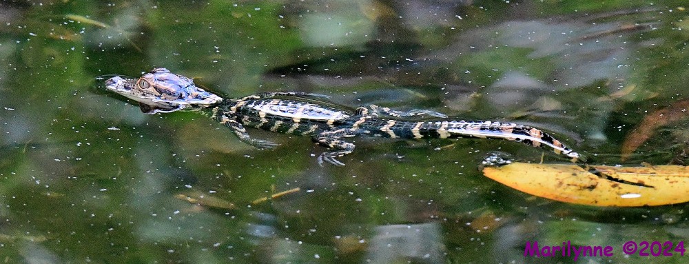 DSC_0907_001.JPG
