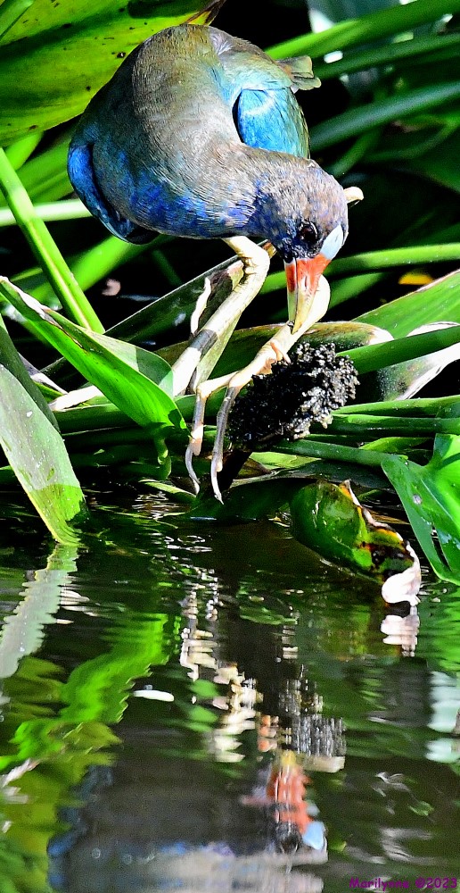 DSC_0908_001.JPG