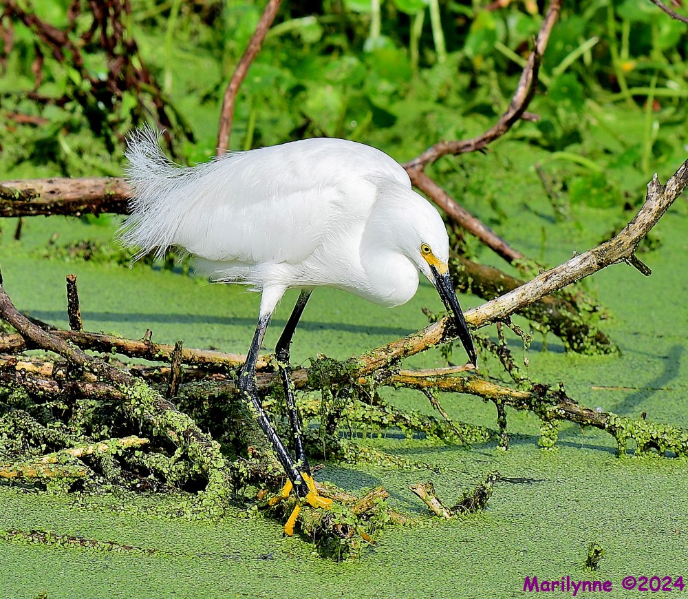 DSC_0909_001.JPG