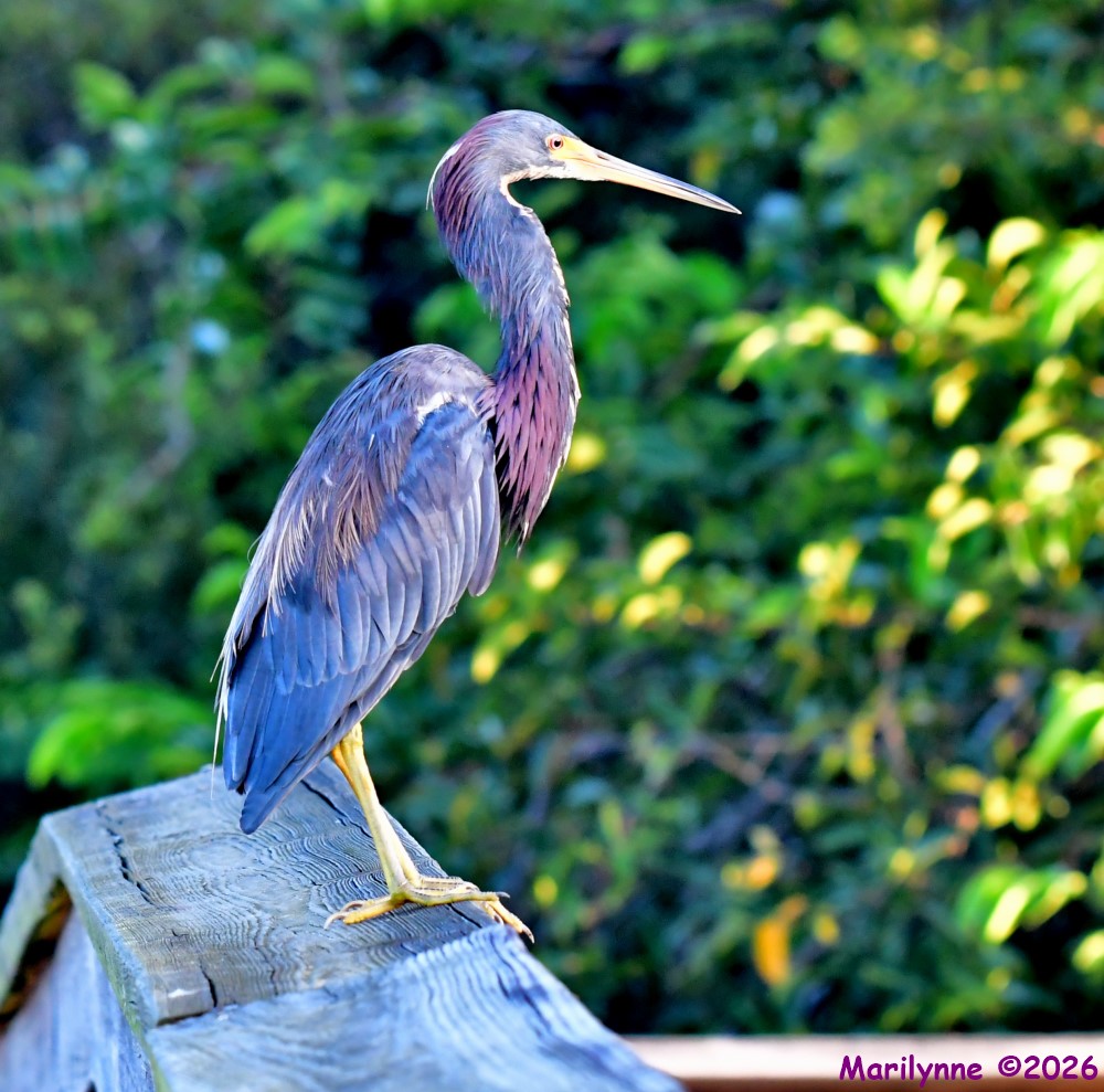 DSC_0909_001.JPG