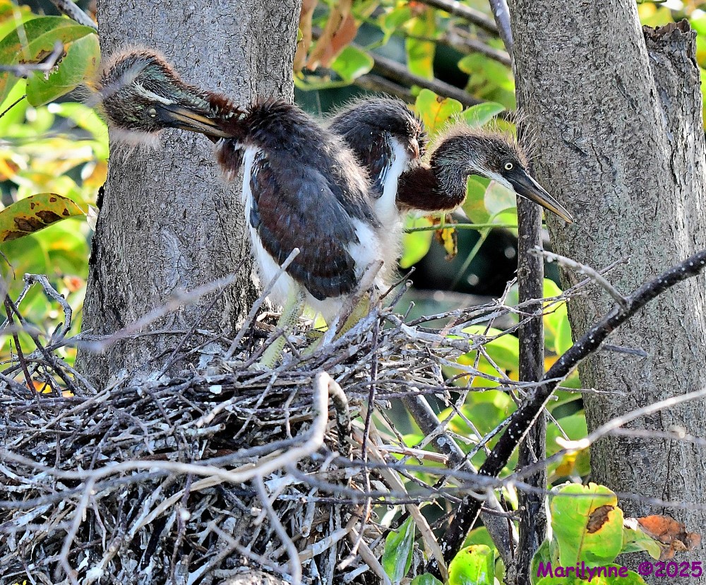 DSC_0910_001.JPG
