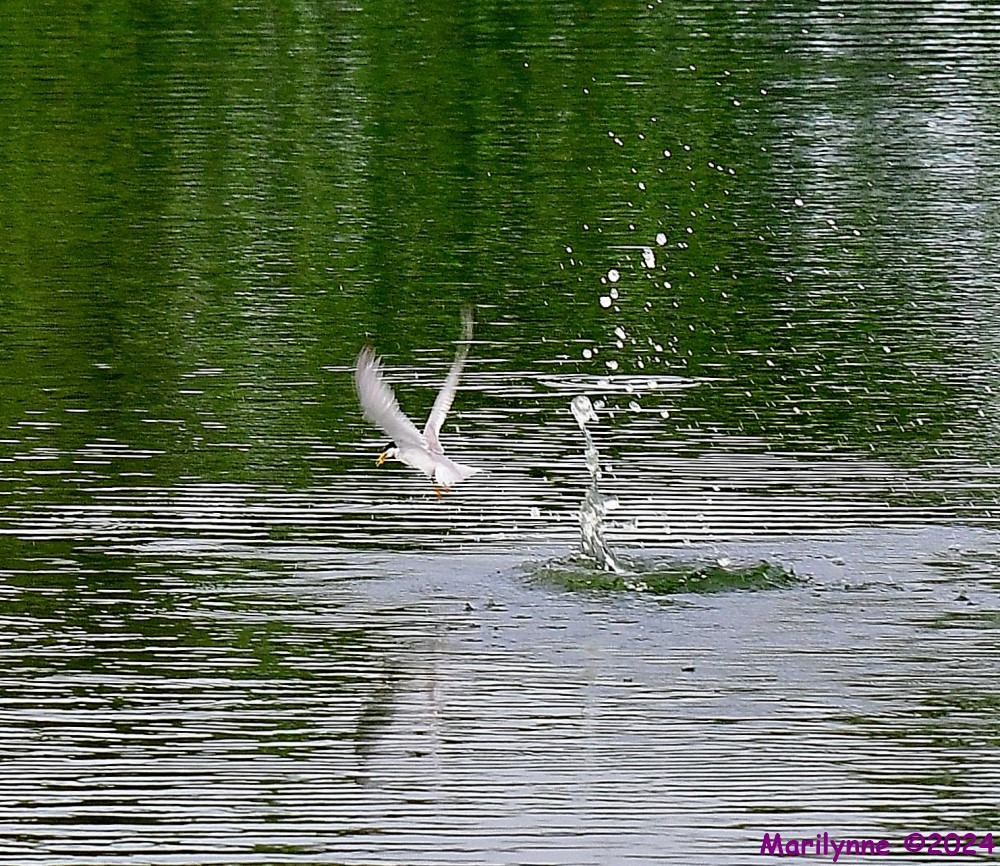 DSC_0913_001.JPG