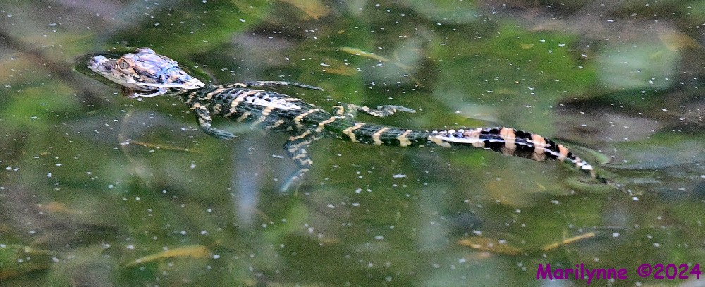 DSC_0913_001.JPG