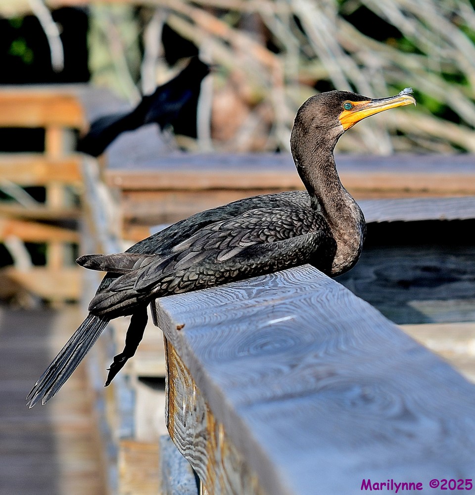DSC_0914_001.JPG