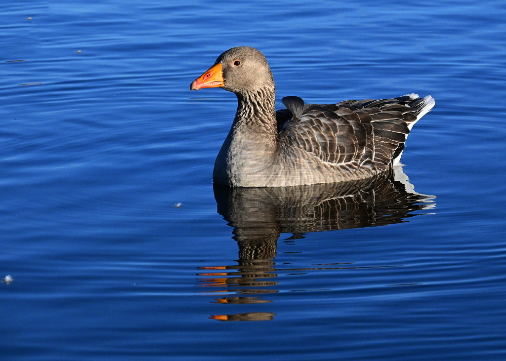 DSC_0916.jpg
