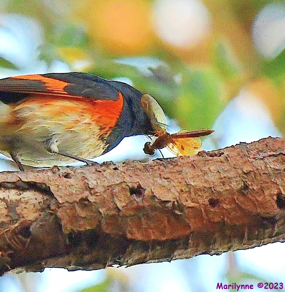 DSC_0918_001_01.JPG
