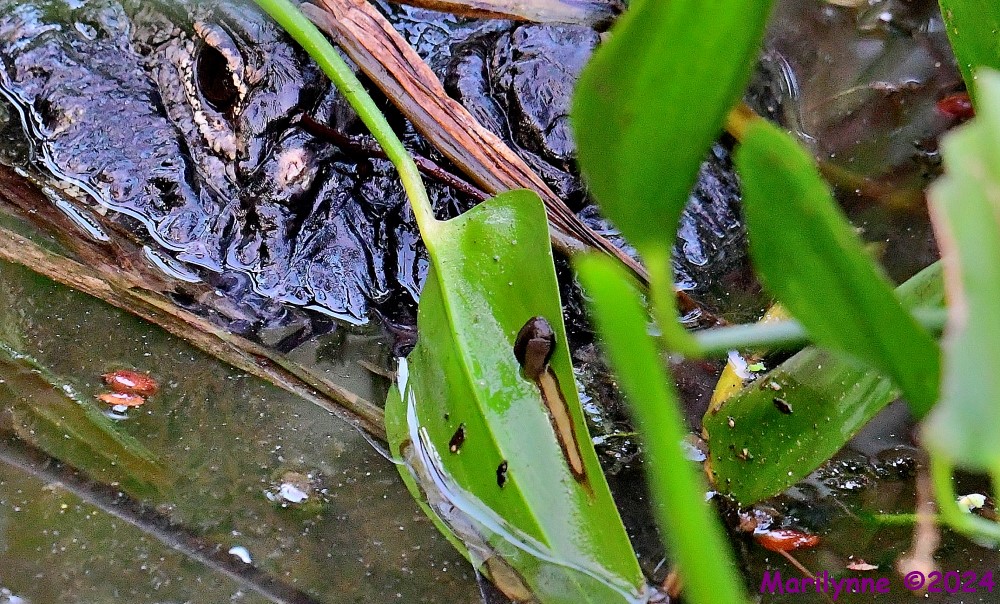 DSC_0919_001.JPG