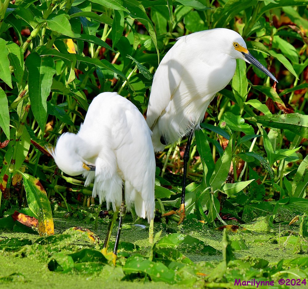 DSC_0920_001.JPG