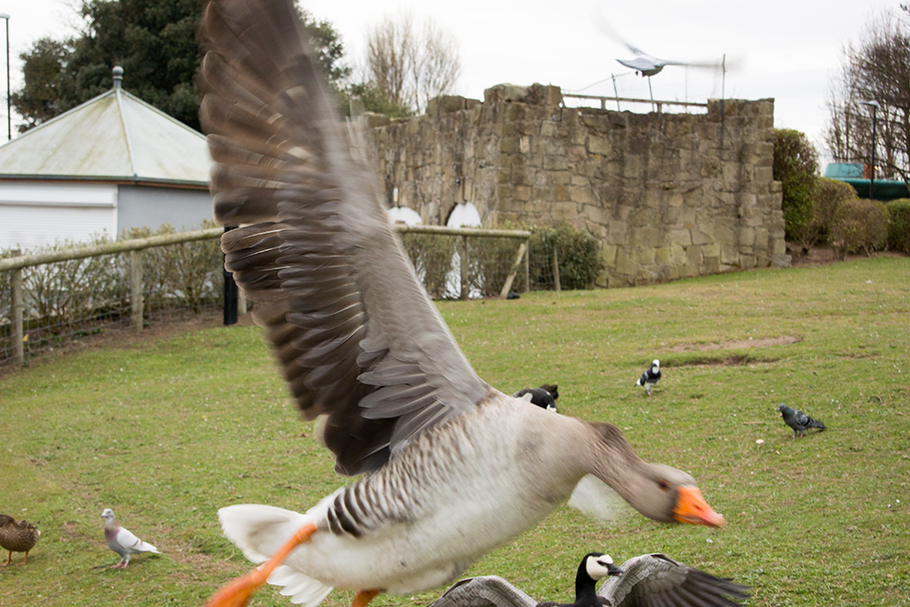 DSC_0921.jpg