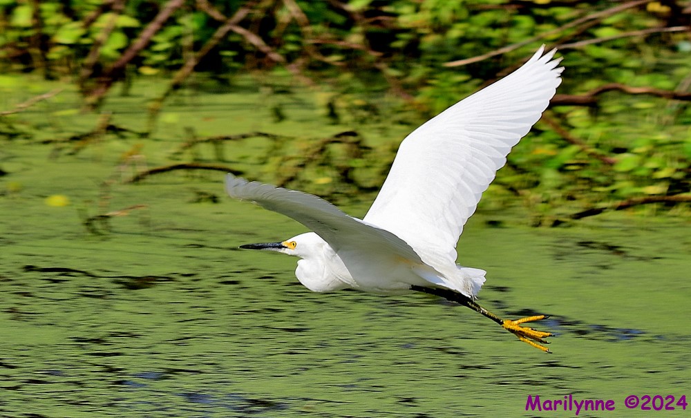DSC_0924_001.JPG
