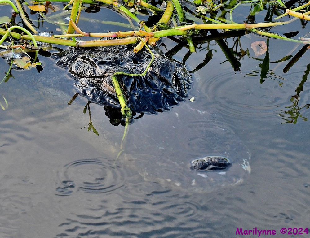 DSC_0924_001.JPG