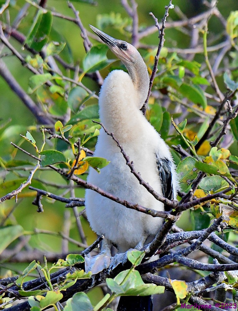 DSC_0925_001.JPG