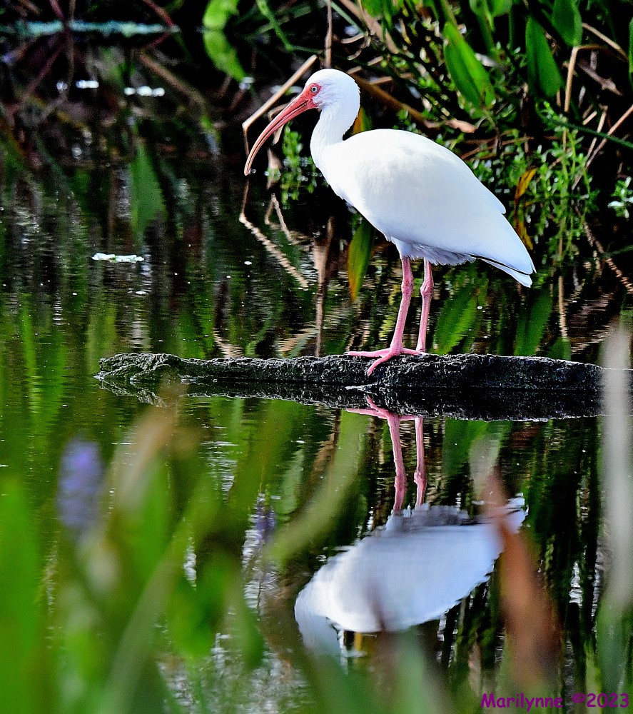 DSC_0925_001.JPG