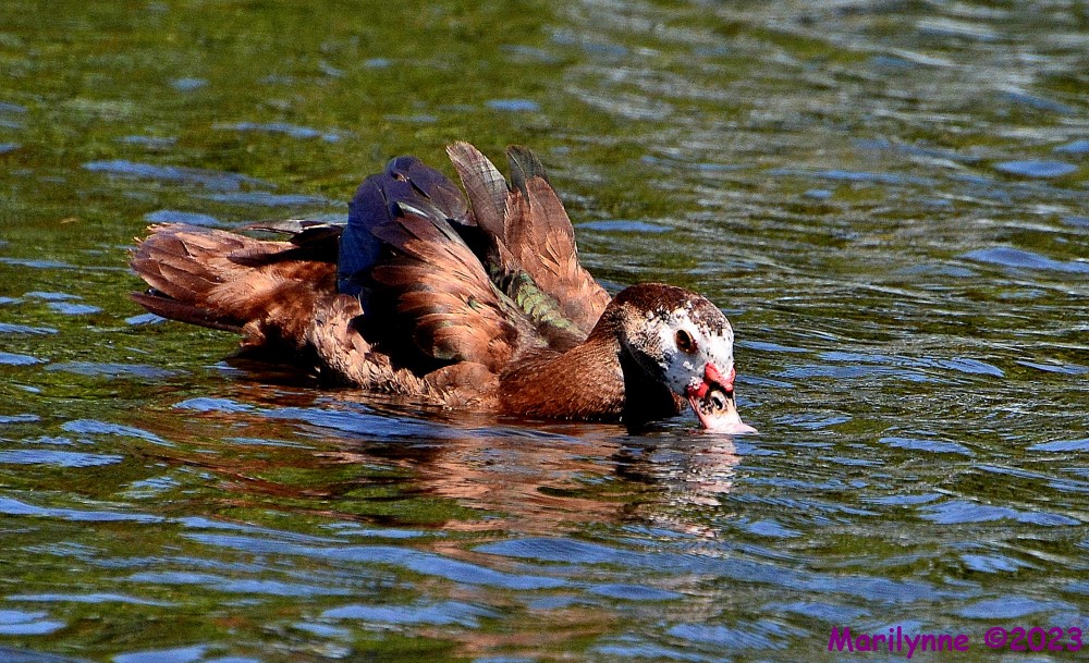 DSC_0926_001.JPG