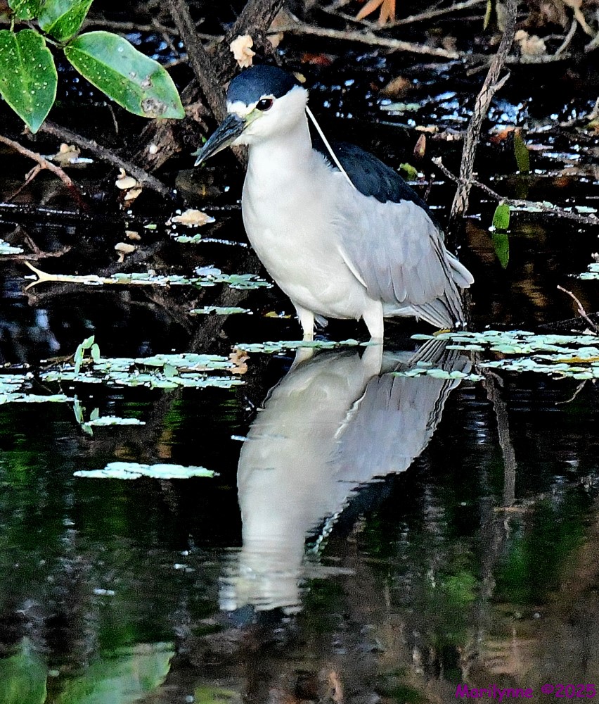 DSC_0926_001.JPG