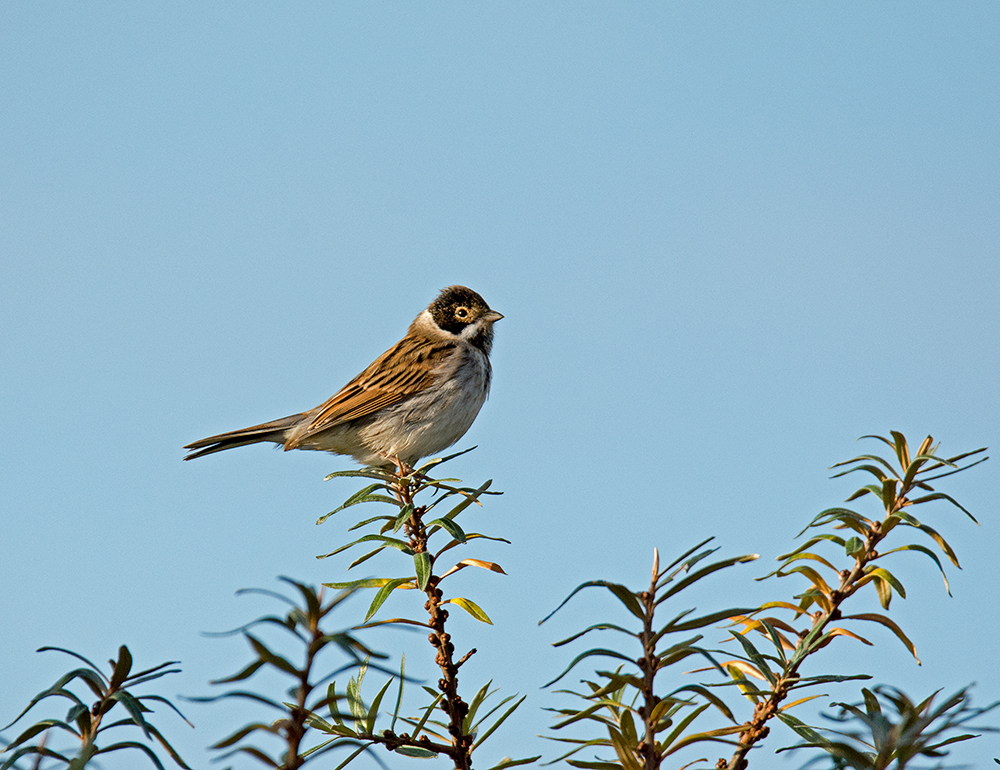 DSC_0927.jpg