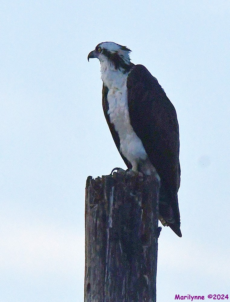 DSC_0928_001.JPG