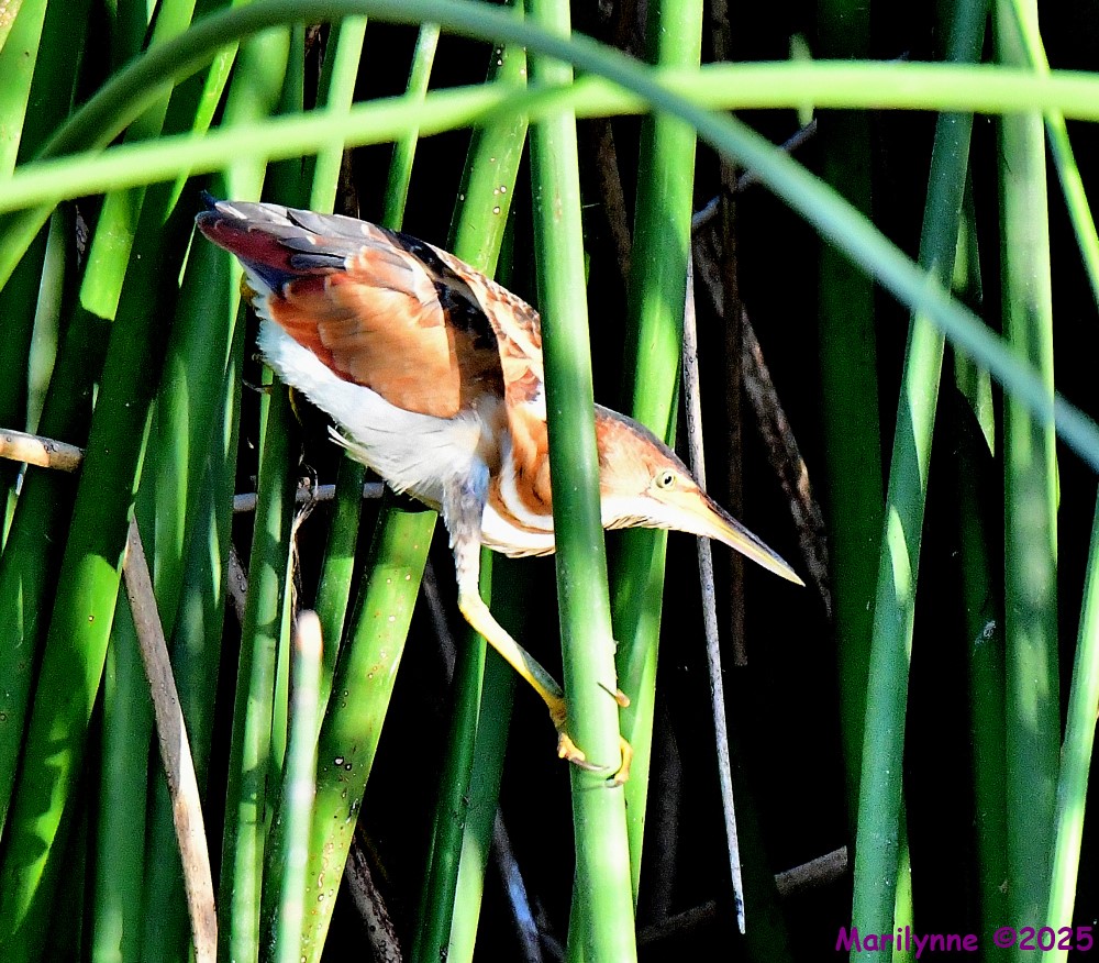 DSC_0929_001.JPG